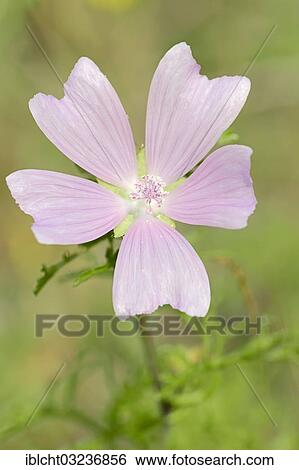 "Greater Musk-mallow, Cut-leaved Mallow, Vervain Mallow or Hollyhock Mallow (Malva alcea), flowering, North Rhine-Westphalia, Germany, Europe" View Large Photo Image Stock Photograph - "Greater Musk-mallow, Cut-leaved Mallow, Vervain Mallow or Hollyhock Mallow (Malva alcea), flowering, North Rhine-Westphalia, Germany, Europe". Fotosearch