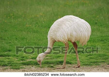 "Greater Rhea (Rhea americana), native to South America, in captivity, Germany, Europe" View Large Photo Image Picture - "Greater Rhea (Rhea americana), native to South America, in captivity, Germany, Europe". Fotosearch