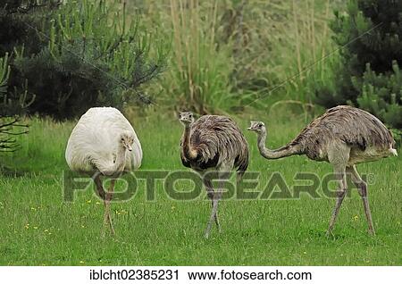 "Greater Rhea (Rhea americana), native to South America, in captivity, Germany, Europe" View Large Photo Image Stock Image - "Greater Rhea (Rhea americana), native to South America, in captivity, Germany, Europe". Fotosearch
