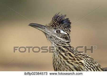 "Greater Roadrunner (Geococcyx californianus), adult, close-up of head, Texas, United States, North America" View Large Photo Image Stock Image - "Greater Roadrunner (Geococcyx californianus), adult, close-up of head, Texas, United States, North America". Fotosearch
