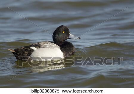"Greater Scaup (Aythya marila), adult male, Texas, United States, North America" View Large Photo Image Stock Photography - "Greater Scaup (Aythya marila), adult male, Texas, United States, North America". Fotosearch