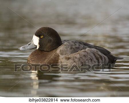 "Greater Scaup or Scaup (Aythya marila), Texel, North Holland, Netherlands" View Large Photo Image Picture - "Greater Scaup or Scaup (Aythya marila), Texel, North Holland, Netherlands". Fotosearch