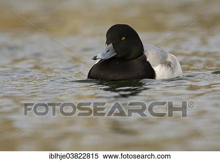 "Greater Scaup or Scaup (Aythya marila), Texel, North Holland, Netherlands" View Large Photo Image Stock Photography - "Greater Scaup or Scaup (Aythya marila), Texel, North Holland, Netherlands". Fotosearch