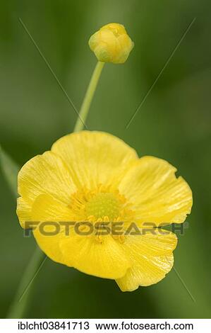 "Greater Spearwort or Water Spearwort (Ranunculus lingua), flower, North Rhine-Westphalia, Germany, Europe" View Large Photo Image Stock Image - "Greater Spearwort or Water Spearwort (Ranunculus lingua), flower, North Rhine-Westphalia, Germany, Europe". Fotosearch