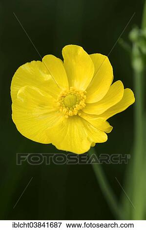 "Greater Spearwort or Water Spearwort (Ranunculus lingua), flower, North Rhine-Westphalia, Germany, Europe" View Large Photo Image Stock Photo - "Greater Spearwort or Water Spearwort (Ranunculus lingua), flower, North Rhine-Westphalia, Germany, Europe". Fotosearch