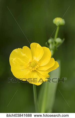 "Greater Spearwort or Water Spearwort (Ranunculus lingua), flower, North Rhine-Westphalia, Germany, Europe" View Large Photo Image Stock Photo - "Greater Spearwort or Water Spearwort (Ranunculus lingua), flower, North Rhine-Westphalia, Germany, Europe". Fotosearch