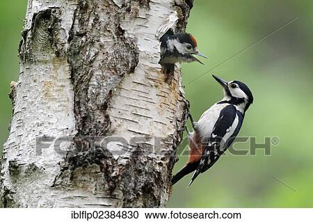 "Greater Spotted Woodpecker (Dendrocopos major), adult female, with young looking out from nesthole entrance in birch tree trunk, Warwickshire, England, United Kingdom, Europe" View Large Photo Image Stock Image - "Greater Spotted Woodpecker (Dendrocopos major), adult female, with young looking out from nesthole entrance in birch tree trunk, Warwickshire, England, United Kingdom, Europe". Fotosearch