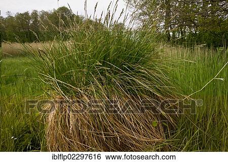 "Greater Tussock Sedge (Carex paniculata), tussocks with fibrous rhizomes, Market Weston Fen, Market Weston, Little Ouse Valley, Suffolk, England, United Kingdom, Europe" View Large Photo Image Stock Photograph - "Greater Tussock Sedge (Carex paniculata), tussocks with fibrous rhizomes, Market Weston Fen, Market Weston, Little Ouse Valley, Suffolk, England, United Kingdom, Europe". Fotosearch