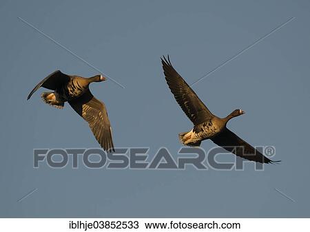 "Greater White-fronted Geese (Anser albifrons) in flight, North Rhine-Westphalia, Germany, Europe" View Large Photo Image Stock Image - "Greater White-fronted Geese (Anser albifrons) in flight, North Rhine-Westphalia, Germany, Europe". Fotosearch