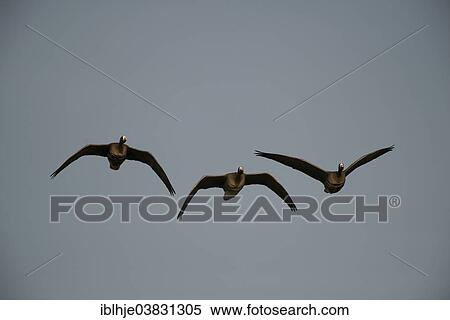 "Greater White-fronted Geese (Anser albifrons) in flight, Bislicher Island, North Rhine-Westphalia, Germany, Europe" View Large Photo Image Stock Photography - "Greater White-fronted Geese (Anser albifrons) in flight, Bislicher Island, North Rhine-Westphalia, Germany, Europe". Fotosearch
