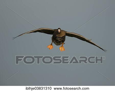 "Greater White-fronted Goose (Anser albifrons) in flight, Bislicher Island, North Rhine-Westphalia, Germany, Europe" View Large Photo Image Stock Image - "Greater White-fronted Goose (Anser albifrons) in flight, Bislicher Island, North Rhine-Westphalia, Germany, Europe". Fotosearch