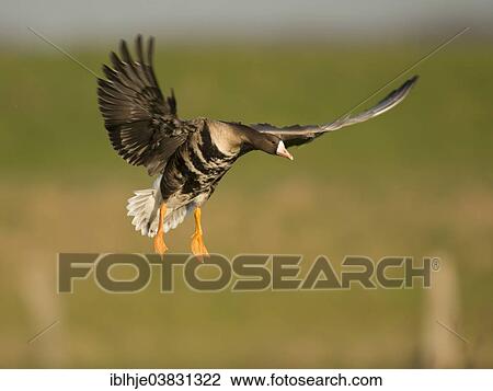 "Greater White-fronted Goose (Anser albifrons) in flight, Bislicher Island, North Rhine-Westphalia, Germany, Europe" View Large Photo Image Stock Image - "Greater White-fronted Goose (Anser albifrons) in flight, Bislicher Island, North Rhine-Westphalia, Germany, Europe". Fotosearch
