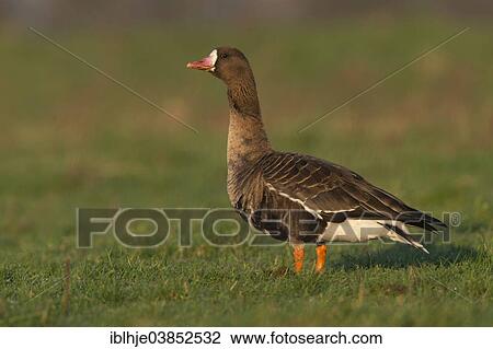 "Greater White-fronted Goose (Anser albifrons), North Rhine-Westphalia, Germany, Europe" View Large Photo Image Stock Image - "Greater White-fronted Goose (Anser albifrons), North Rhine-Westphalia, Germany, Europe". Fotosearch