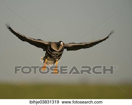 "Greater White-fronted Goose (Anser albifrons) in flight, Bislicher Island, North Rhine-Westphalia, Germany, Europe" View Large Photo Image Stock Photo - "Greater White-fronted Goose (Anser albifrons) in flight, Bislicher Island, North Rhine-Westphalia, Germany, Europe". Fotosearch