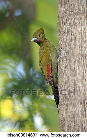 "Greater Yellownape (Picus flavinucha), adult on a tree trunk, captive, Miami, Florida, USA" View Large Photo Image Stock Photo - "Greater Yellownape (Picus flavinucha), adult on a tree trunk, captive, Miami, Florida, USA". Fotosearch