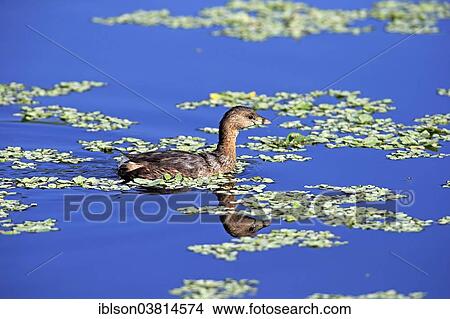 Picture - "Grebe, (Podilymbus podiceps), Viera Wetlands, Brevard County, Florida, USA". Fotosearch