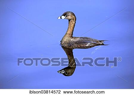 "Grebe, (Podilymbus podiceps), Viera Wetlands, Brevard County, Florida, USA" View Large Photo Image Stock Image - "Grebe, (Podilymbus podiceps), Viera Wetlands, Brevard County, Florida, USA". Fotosearch