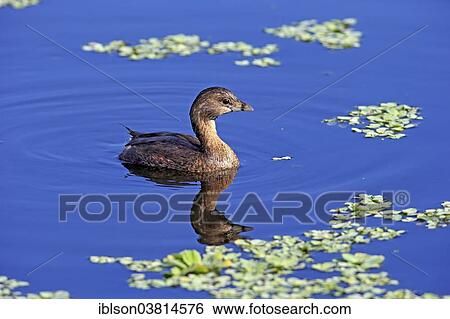"Grebe, (Podilymbus podiceps), Viera Wetlands, Brevard County, Florida, USA" View Large Photo Image Stock Photograph - "Grebe, (Podilymbus podiceps), Viera Wetlands, Brevard County, Florida, USA". Fotosearch