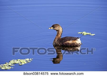 "Grebe, (Podilymbus podiceps), Viera Wetlands, Brevard County, Florida, USA" View Large Photo Image Stock Photography - "Grebe, (Podilymbus podiceps), Viera Wetlands, Brevard County, Florida, USA". Fotosearch