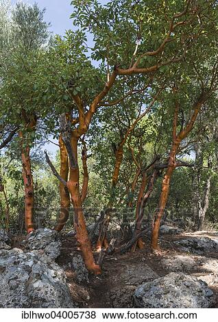 "Greek Strawberry Tree (Arbutus andrachne), Koprulu Canyon National Park, Taurus Mountains, Gaziler, Antalya Province, Turkey, Asia" View Large Photo Image Stock Photo - "Greek Strawberry Tree (Arbutus andrachne), Koprulu Canyon National Park, Taurus Mountains, Gaziler, Antalya Province, Turkey, Asia". Fotosearch