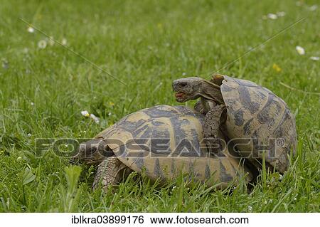 "Greek Tortoises (Testudo hermanni), mating, Austria, Europe" View Large Photo Image Stock Photograph - "Greek Tortoises (Testudo hermanni), mating, Austria, Europe". Fotosearch