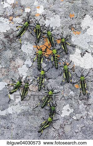Stock Image - "Green African locusts (Phymateus leprosus) on a lichen-covered rock, Mkambati Nature Reserve, Eastern Cape, South Africa, Africa". Fotosearch