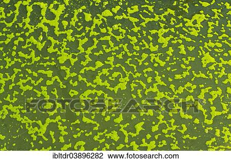"Green algae bubbles on the surface of a pond, Granada province, Andalusia, Spain, Europe" View Large Photo Image Stock Image - "Green algae bubbles on the surface of a pond, Granada province, Andalusia, Spain, Europe". Fotosearch