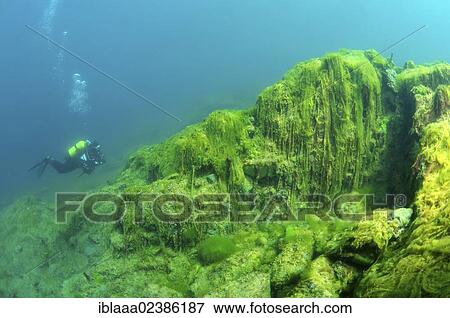 "Green algae (Chlorophyta), diver, Lake Baikal, Siberia, Russian Federation, Eurasia" View Large Photo Image Stock Photo - "Green algae (Chlorophyta), diver, Lake Baikal, Siberia, Russian Federation, Eurasia". Fotosearch