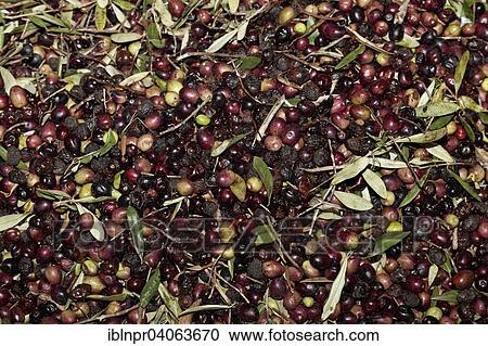 Stock Image - "Green and black olives with leaves, olive oil mill, Madaba, Jordan, Asia". Fotosearch