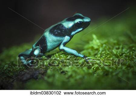 "Green and Black Poison-dart Frog (Dendrobates auratus), Puntarenas province, Costa Rica, North America" View Large Photo Image Stock Image - "Green and Black Poison-dart Frog (Dendrobates auratus), Puntarenas province, Costa Rica, North America". Fotosearch