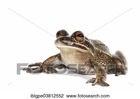 Green and Golden Bell Frog (Litoria aurea) View Large Photo Image Stock Image - Green and Golden Bell Frog (Litoria aurea). Fotosearch