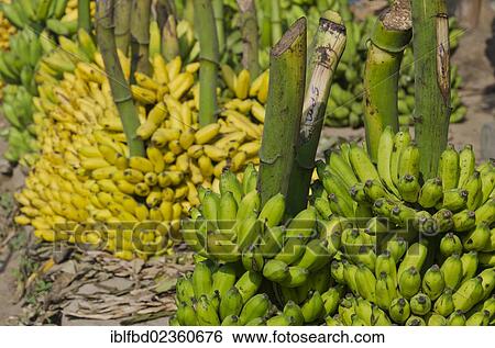 "Green and yellow bananas at wholesale market, Madurai, India, Asia" View Large Photo Image Stock Photograph - "Green and yellow bananas at wholesale market, Madurai, India, Asia". Fotosearch