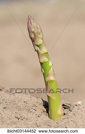 "Green asparagus (Asparagus officinalis) growing on a field, Bergkamen, North Rhine-Westphalia, Germany, Europe" View Large Photo Image Stock Image - "Green asparagus (Asparagus officinalis) growing on a field, Bergkamen, North Rhine-Westphalia, Germany, Europe". Fotosearch