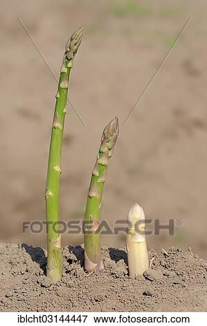 "Green asparagus (Asparagus officinalis) growing on a field, Bergkamen, North Rhine-Westphalia, Germany, Europe" View Large Photo Image Stock Photo - "Green asparagus (Asparagus officinalis) growing on a field, Bergkamen, North Rhine-Westphalia, Germany, Europe". Fotosearch