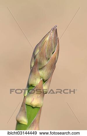 "Green asparagus (Asparagus officinalis) growing on a field, Bergkamen, North Rhine-Westphalia, Germany, Europe" View Large Photo Image Stock Photo - "Green asparagus (Asparagus officinalis) growing on a field, Bergkamen, North Rhine-Westphalia, Germany, Europe". Fotosearch