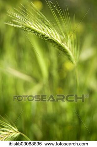 "Green Barley (Hordeum vulgare), Germany, Europe" View Large Photo Image Stock Photograph - "Green Barley (Hordeum vulgare), Germany, Europe". Fotosearch