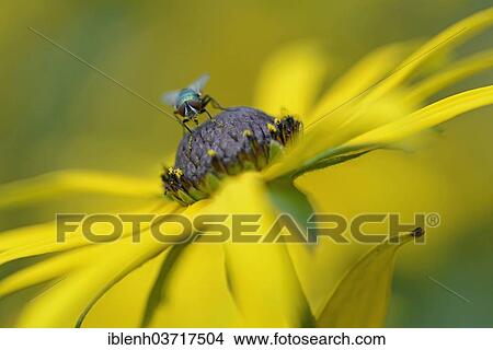 "Green Bottle Fly (Lucilia caesar), Emsland, Lower Saxony, Germany, Europe" View Large Photo Image Picture - "Green Bottle Fly (Lucilia caesar), Emsland, Lower Saxony, Germany, Europe". Fotosearch
