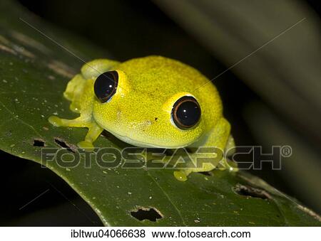 "Green bright-eyed frog (Boophis viridis) in the rainforest of Andasibe, Eastern Madagascar, Madagascar, Africa" View Large Photo Image Stock Photo - "Green bright-eyed frog (Boophis viridis) in the rainforest of Andasibe, Eastern Madagascar, Madagascar, Africa". Fotosearch