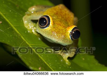 "Green bright-eyed frog (Boophis viridis) in the rainforest of Andasibe, Eastern Madagascar, Madagascar, Africa" View Large Photo Image Stock Photograph - "Green bright-eyed frog (Boophis viridis) in the rainforest of Andasibe, Eastern Madagascar, Madagascar, Africa". Fotosearch