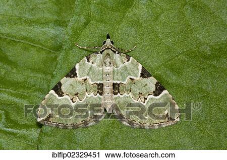"Green Carpet (Colostygia pectinataria), adult, resting on leaf, Stodmarsh National Nature Reserve, Kent, England, United Kingdom, Europe" View Large Photo Image Stock Image - "Green Carpet (Colostygia pectinataria), adult, resting on leaf, Stodmarsh National Nature Reserve, Kent, England, United Kingdom, Europe". Fotosearch