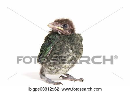 "Green Catbird (Ailuroedus crassirostris), chick" View Large Photo Image Stock Image - "Green Catbird (Ailuroedus crassirostris), chick". Fotosearch