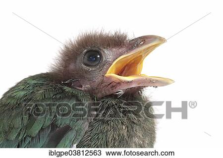 "Green catbird (Ailuroedus crassirostris), chick" View Large Photo Image Stock Image - "Green catbird (Ailuroedus crassirostris), chick". Fotosearch