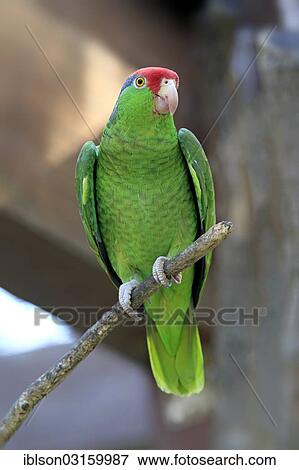 Stock Photo - "Green-cheeked Amazon, Red-crowned Amazon or Red-crowned Parrot (Amazona viridigenalis), adult, native to Mexico, captive, Heidelberg, Baden-Wurttemberg, Germany, Europe". Fotosearch