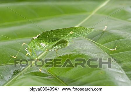 Stock Photo - "Green colour variant of the Oblong-winged Katydid (Amblycorypha oblongifolia), male, Tambopata Nature Reserve, Madre de Dios Region, Peru, South America". Fotosearch