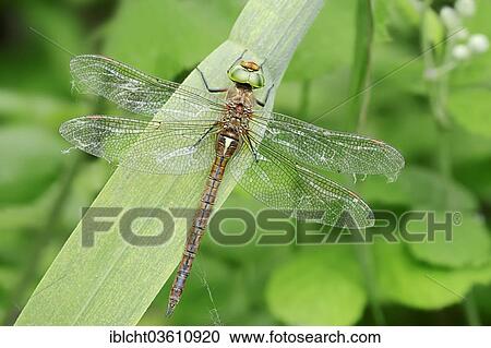 Stock Image - "Green-eyed Hawker (Aeshna isoceles), female, Central Macedonia, Greece, Europe". Fotosearch