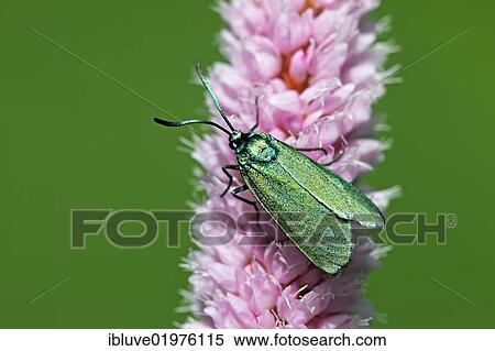 "Green Forester (Adscita statices heuseri, Procris statices) on flower of Common bistort (Polygonum bistorta, Bistorta officinalis) in marsh area, Oberalsterniederung nature reserve, Wakendorf, Schleswig-Holstein, Germany, Europe" View Large Photo Image Stock Photography - "Green Forester (Adscita statices heuseri, Procris statices) on flower of Common bistort (Polygonum bistorta, Bistorta officinalis) in marsh area, Oberalsterniederung nature reserve, Wakendorf, Schleswig-Holstein, Germany, Europe". Fotosearch