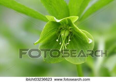 Stock Image - "Green Hellebore (Helleborus viridis), flower, North Rhine-Westphalia, Germany, Europe". Fotosearch
