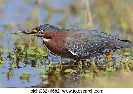 Stock Image - "Green Heron (Butorides striatus virescens, Butorides virescens), Florida, United States, North America". Fotosearch