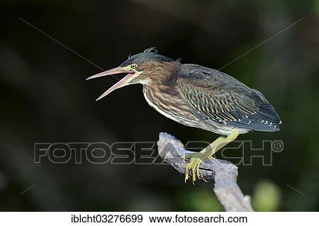 "Green Heron (Butorides striatus virescens, Butorides virescens), juvenile, calling, Everglades-Nationalpark, Florida, United States, North America" View Large Photo Image Stock Photo - "Green Heron (Butorides striatus virescens, Butorides virescens), juvenile, calling, Everglades-Nationalpark, Florida, United States, North America". Fotosearch
