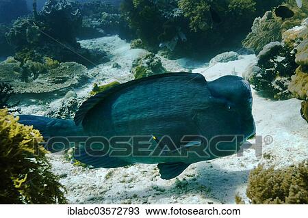 "Green Humphead Parrotfish or Bumphead Parrotfish (Bolbometopon muricatum), Raja Ampat, West Papua, Indonesia, Asia" View Large Photo Image Stock Image - "Green Humphead Parrotfish or Bumphead Parrotfish (Bolbometopon muricatum), Raja Ampat, West Papua, Indonesia, Asia". Fotosearch